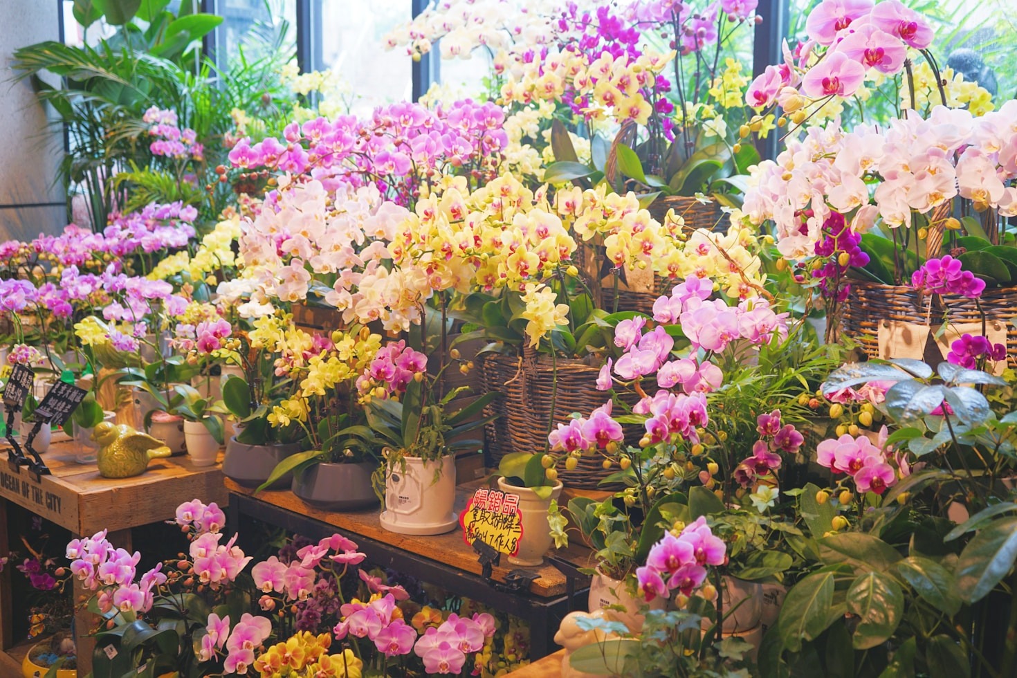 Why Unique Flowers Make Perfect Gifts